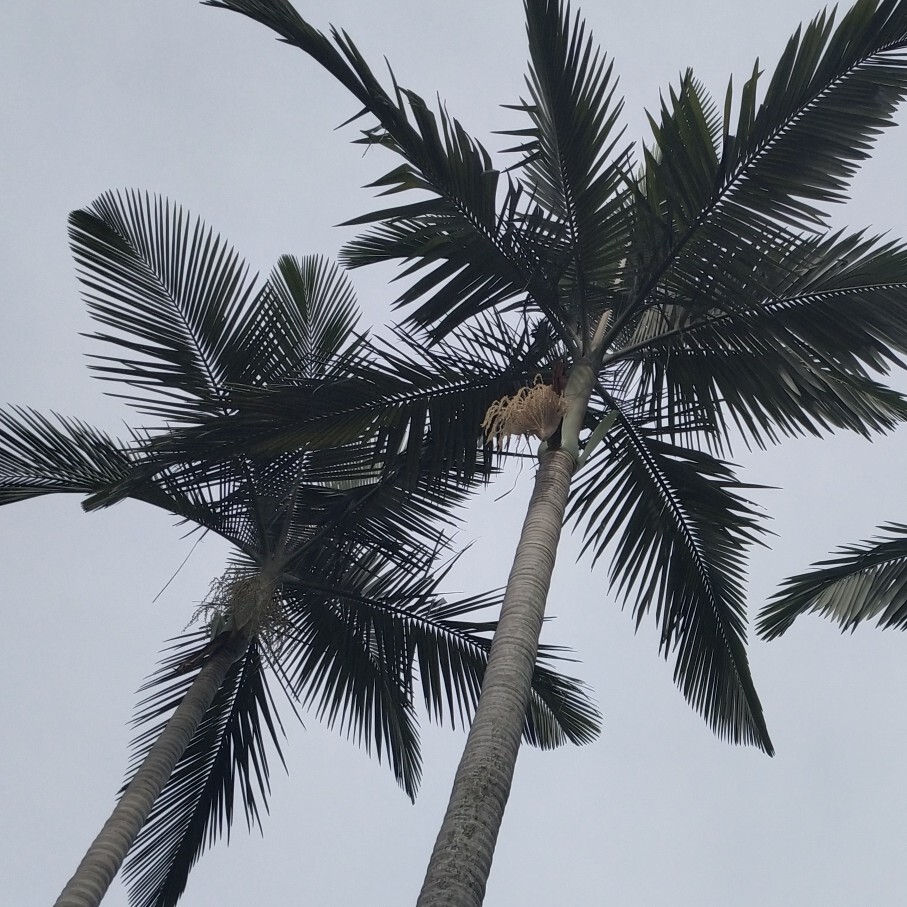 丰一足十海报