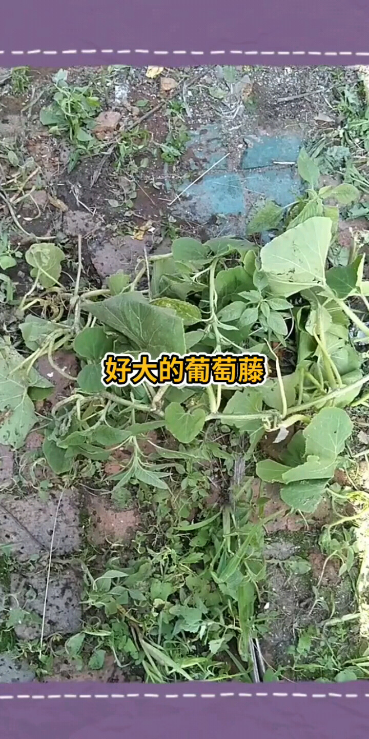 好大的葡萄藤