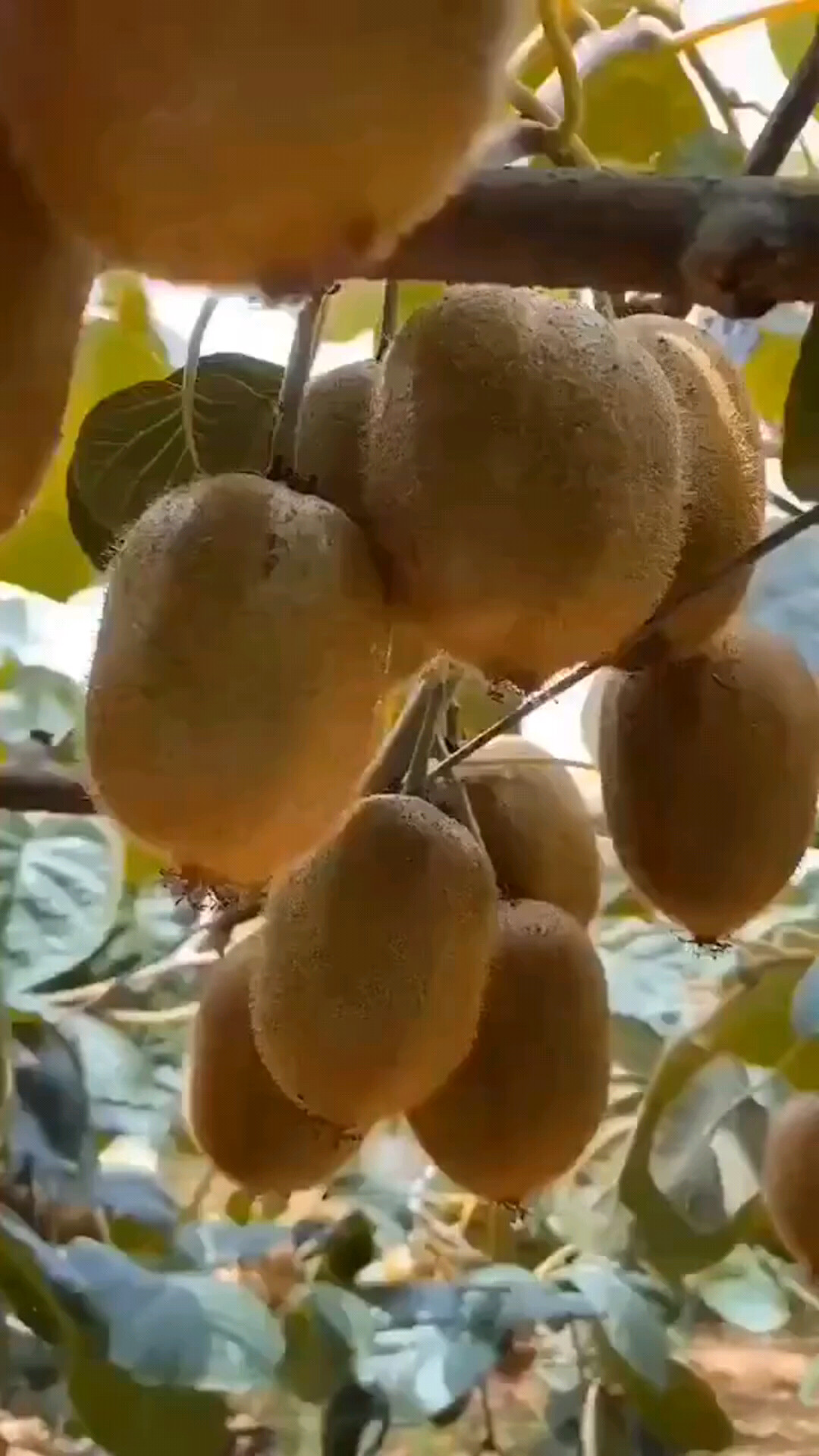 我卖猕猴桃🥝 卖点是什么？