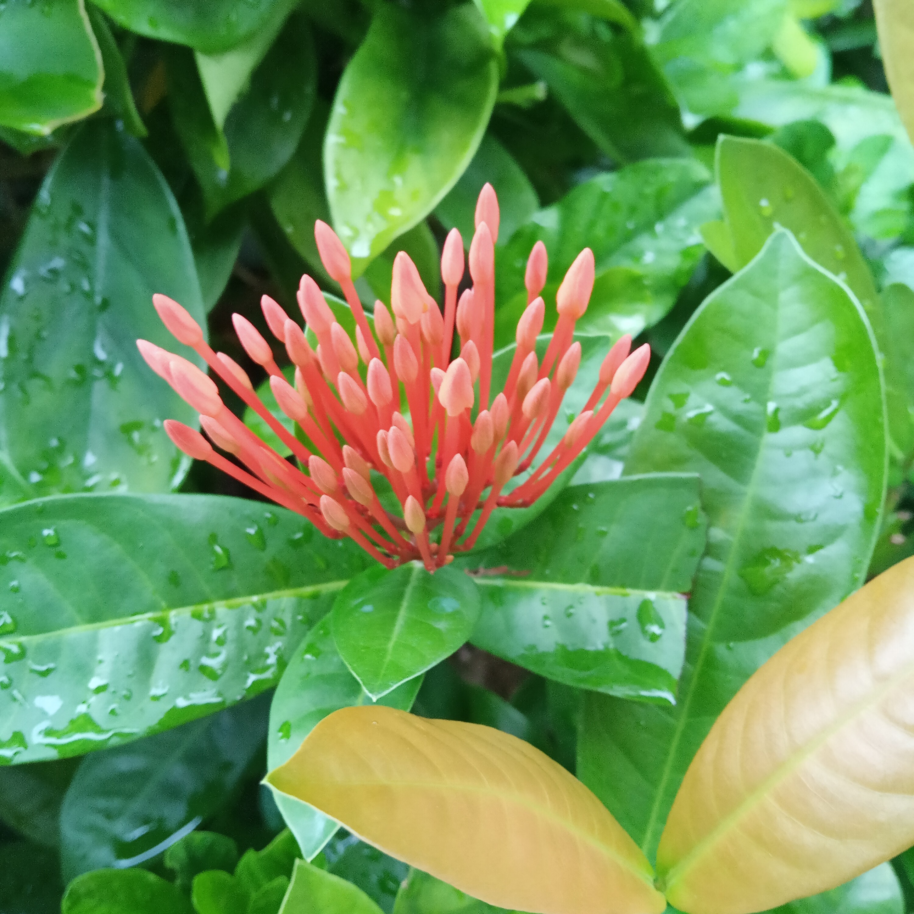 花花吖头海报