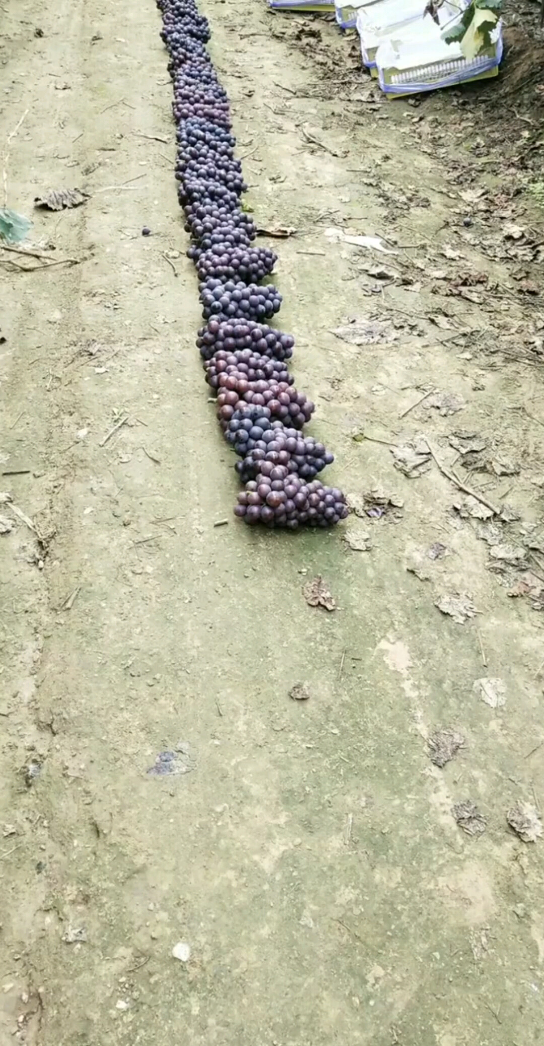 有吃的吗