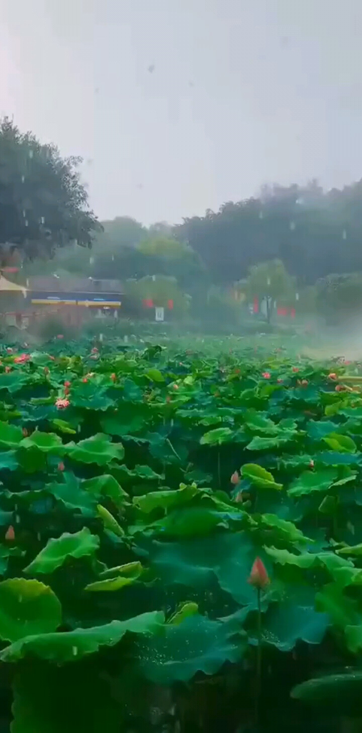 雨中漫步