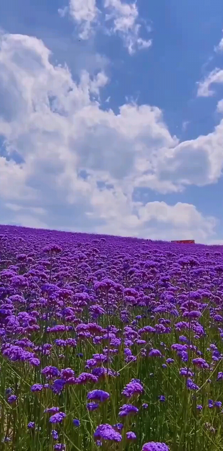 薰衣草花美嫣然，串串