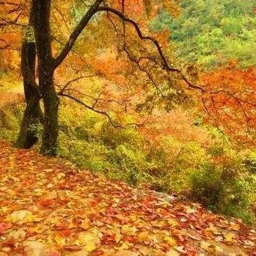 🍂秋日浪漫叶🍁海报