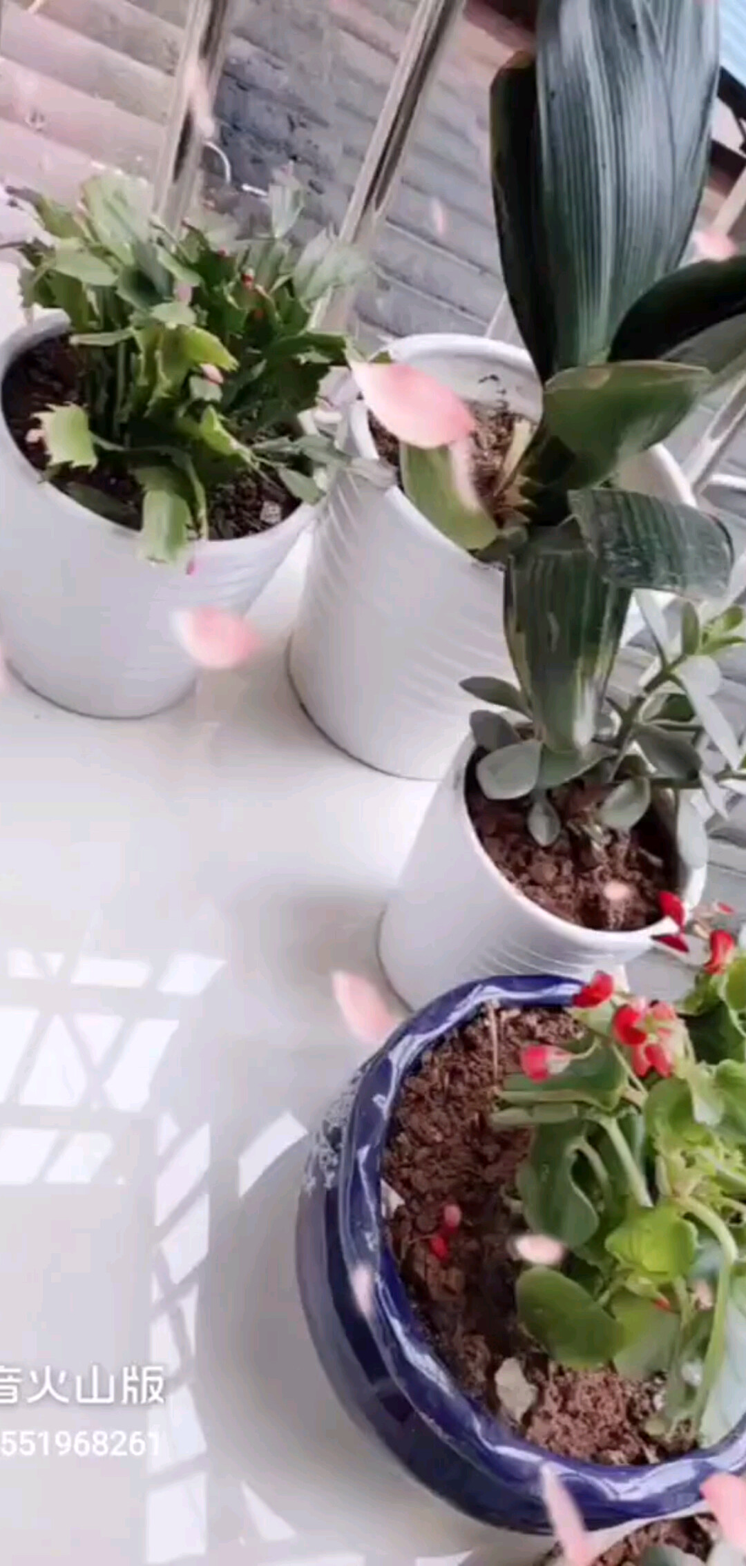 又添几盆，期待花期！
