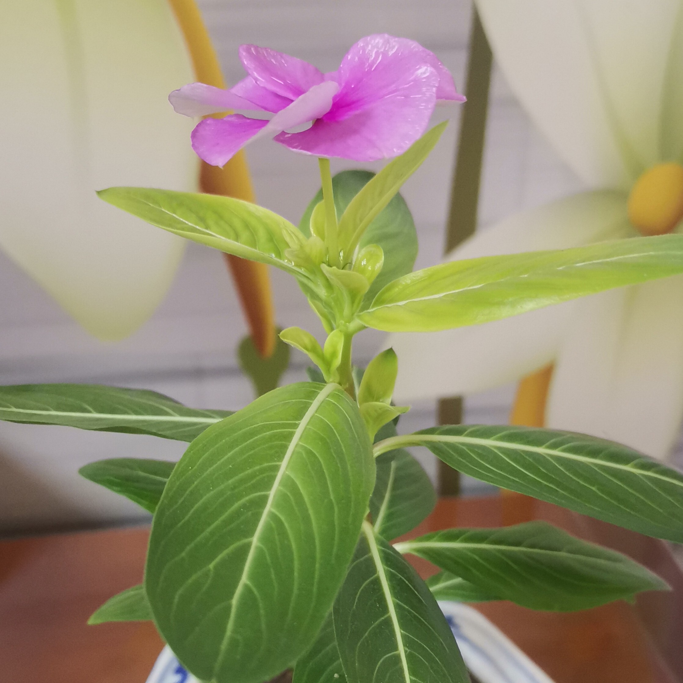 我大师兄海报