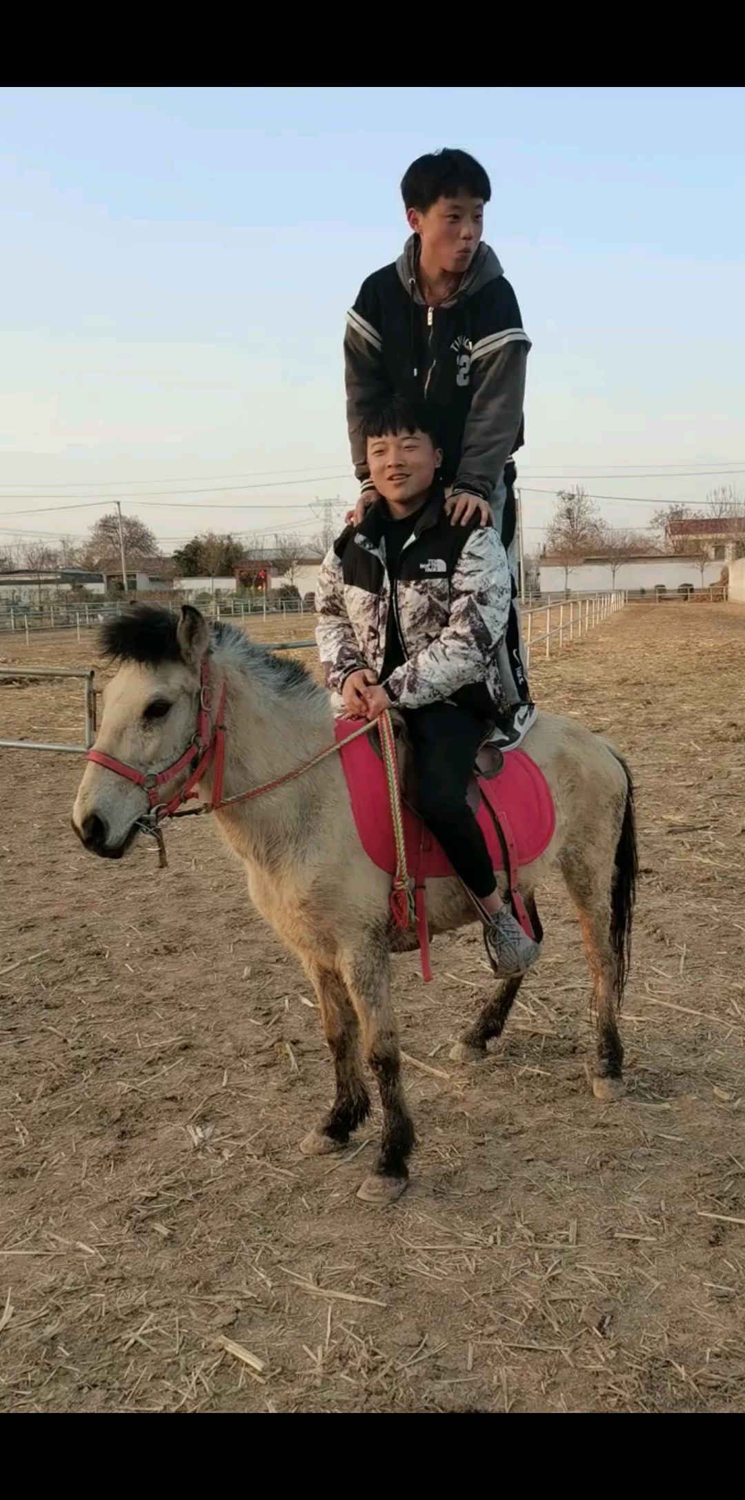 国产小矮马德宝矮马