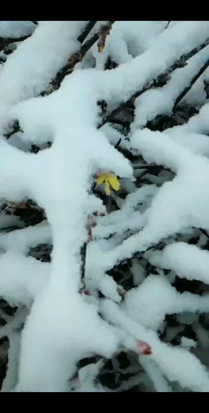 突如其来的雪，就像你