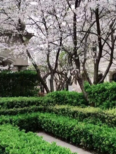 我创作的歌曲《花开的