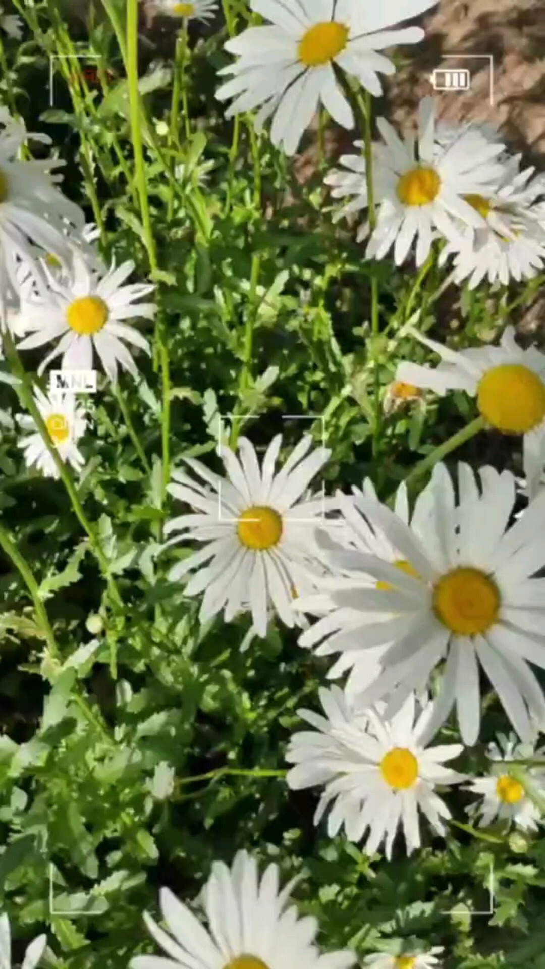 公园一角，也有花的海