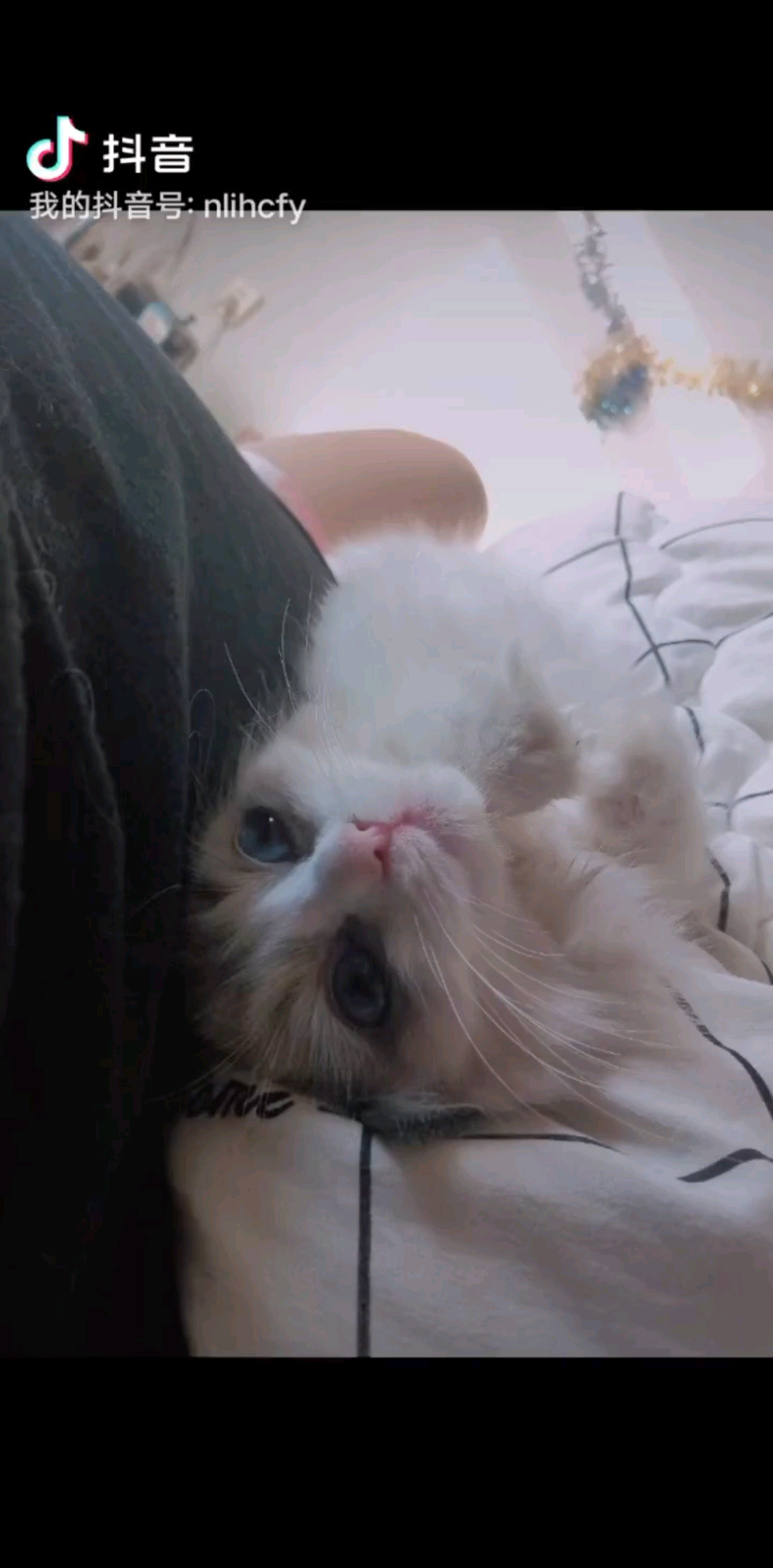 点歌交友互动撸布偶猫