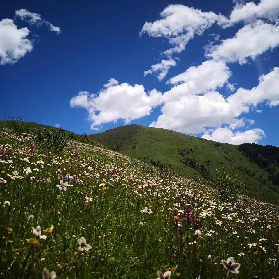 a自由飞翔99海报