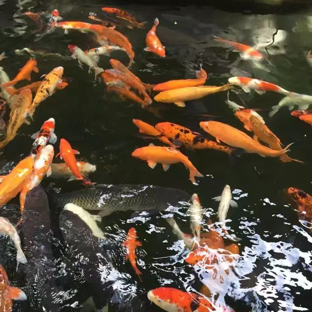 林林坨海报
