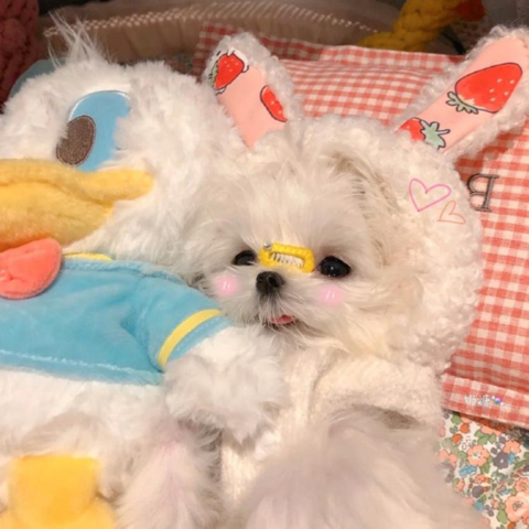 一只桃子🐾海报