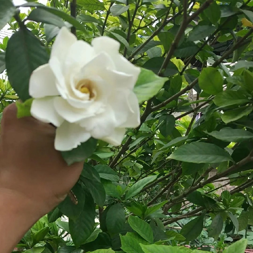 我老公陈海报