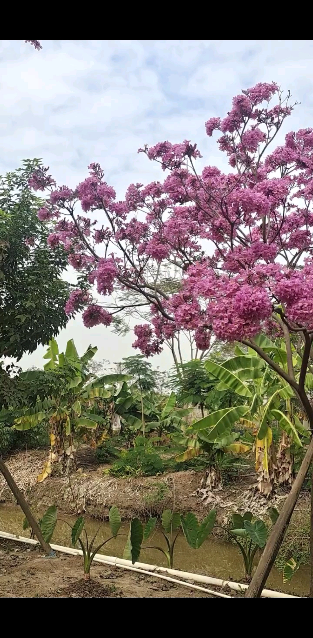 紫花风玲