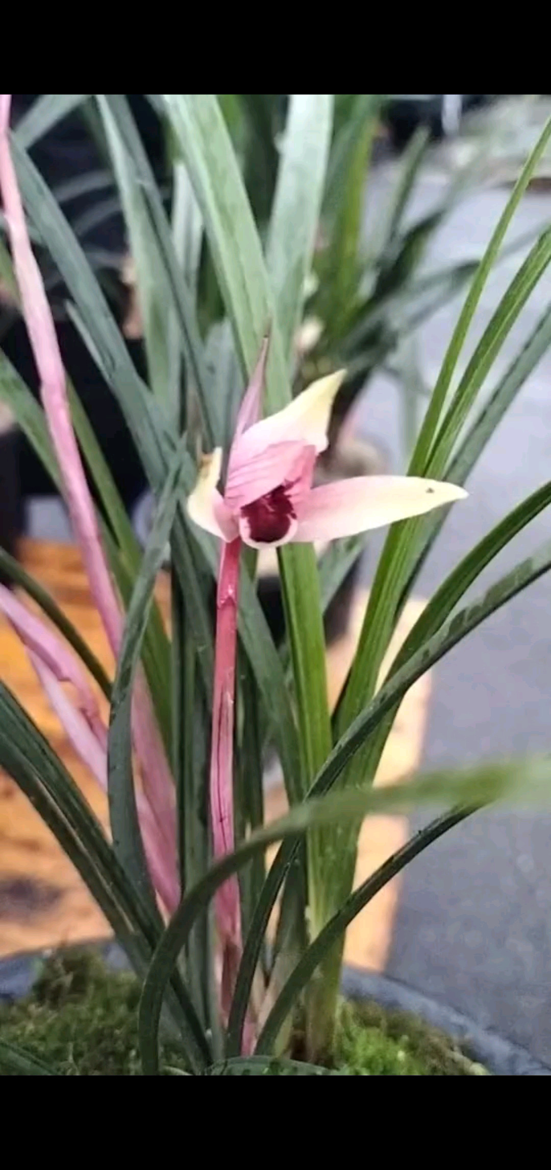 英语老师说过：就算是