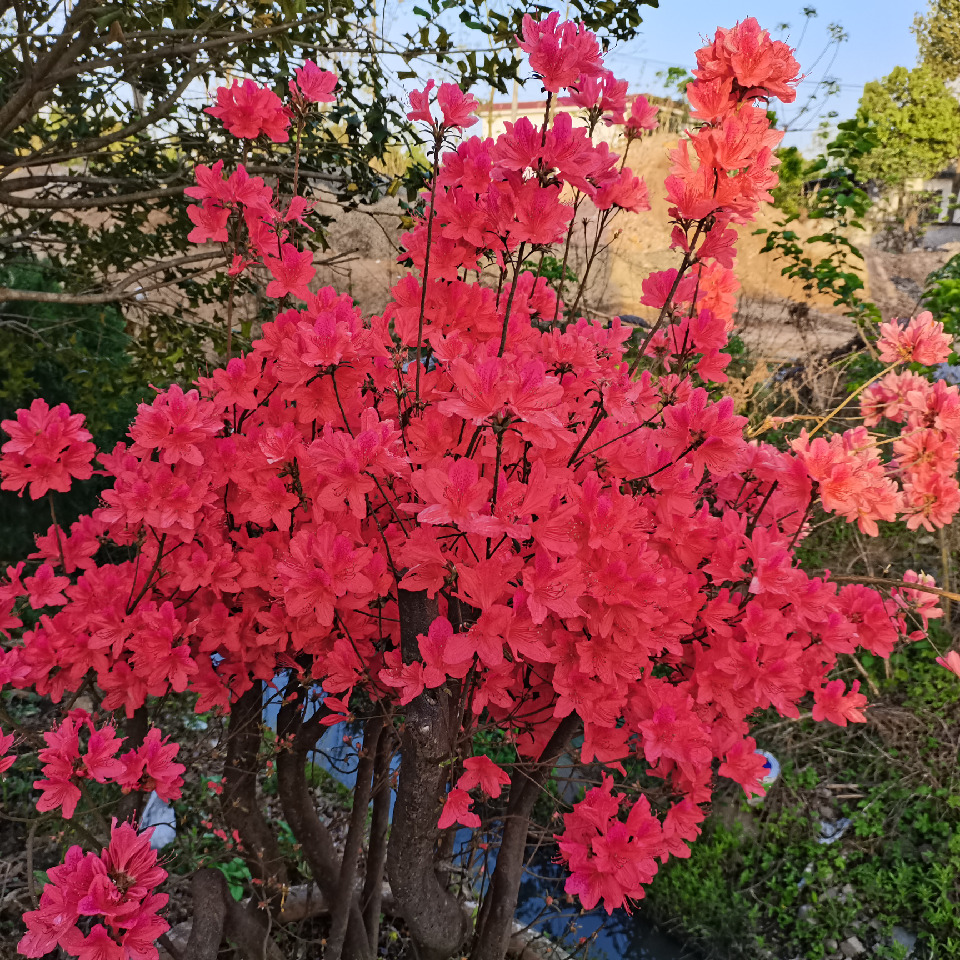 莫离楚歌海报