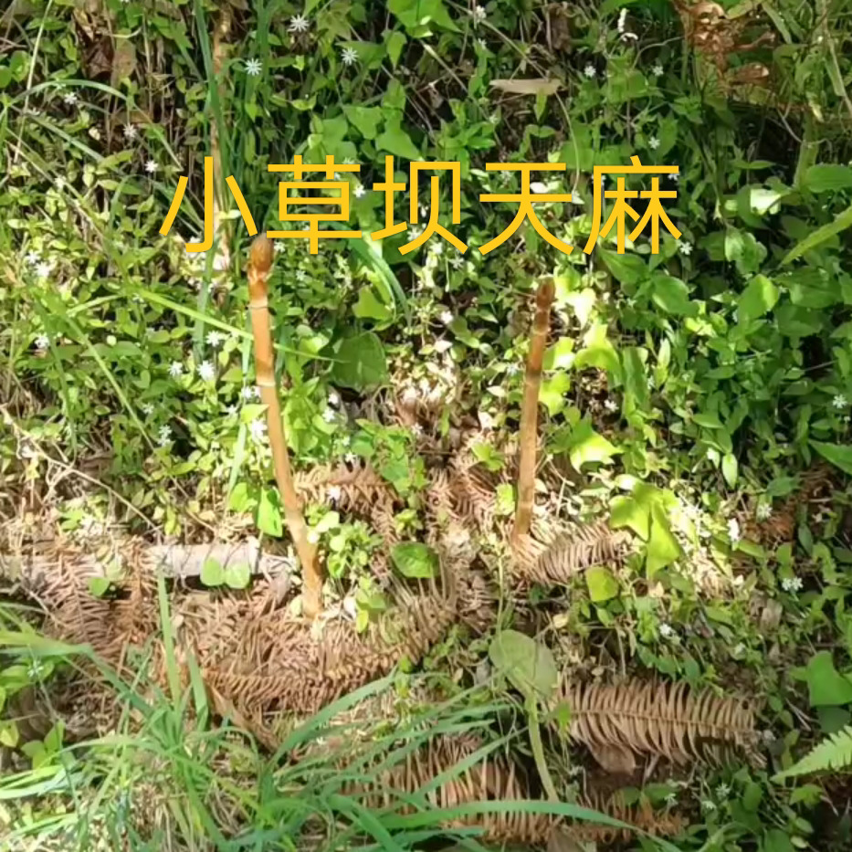 阿杰出售小草坝天麻海报