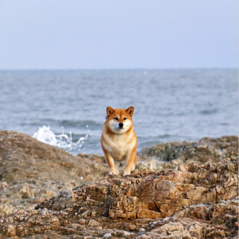 钵钵鸡~海报