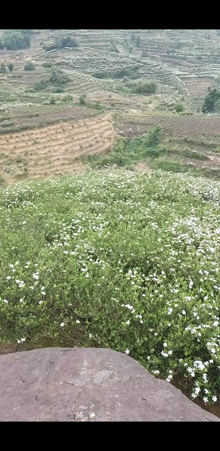 一片花海满山飘香