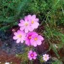 MobD9867老公海报