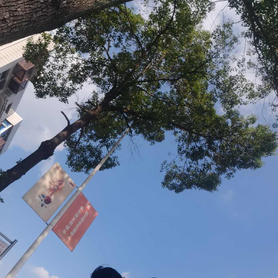 勤勉震旦鸦雀海报