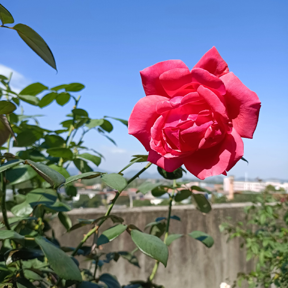 向往，孟婆汤海报