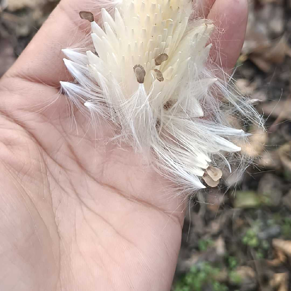 ♡养鱼的斑鳖♡海报