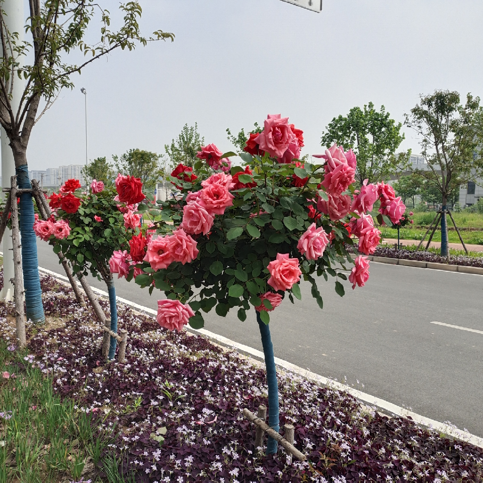 镇定的朦朦☎海报