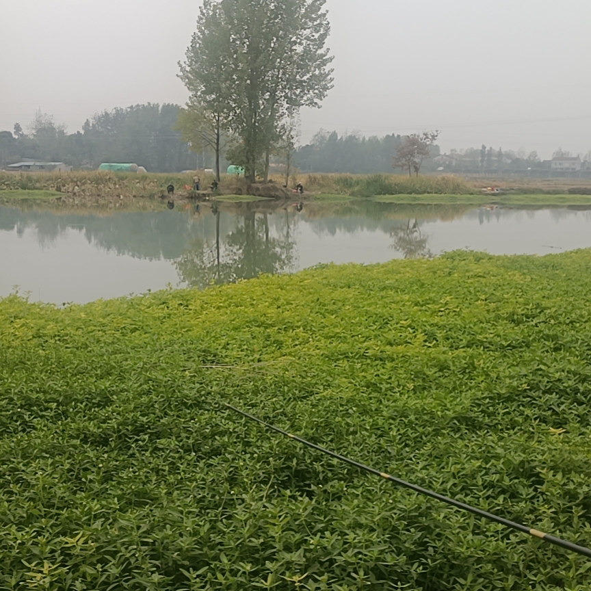 姜还是老的☞辣☜海报