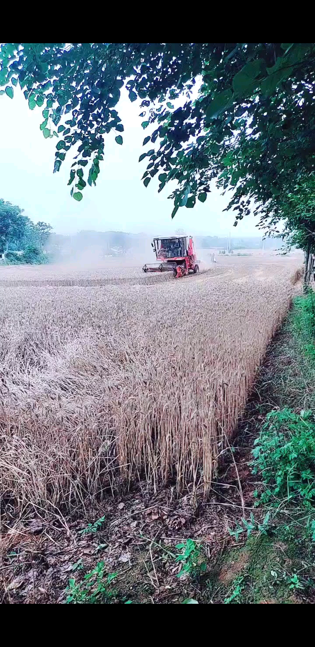 收割小麦啦🌾🌾🌾