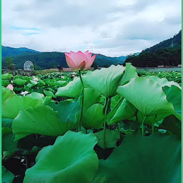 水月竞花云淡风轻海报