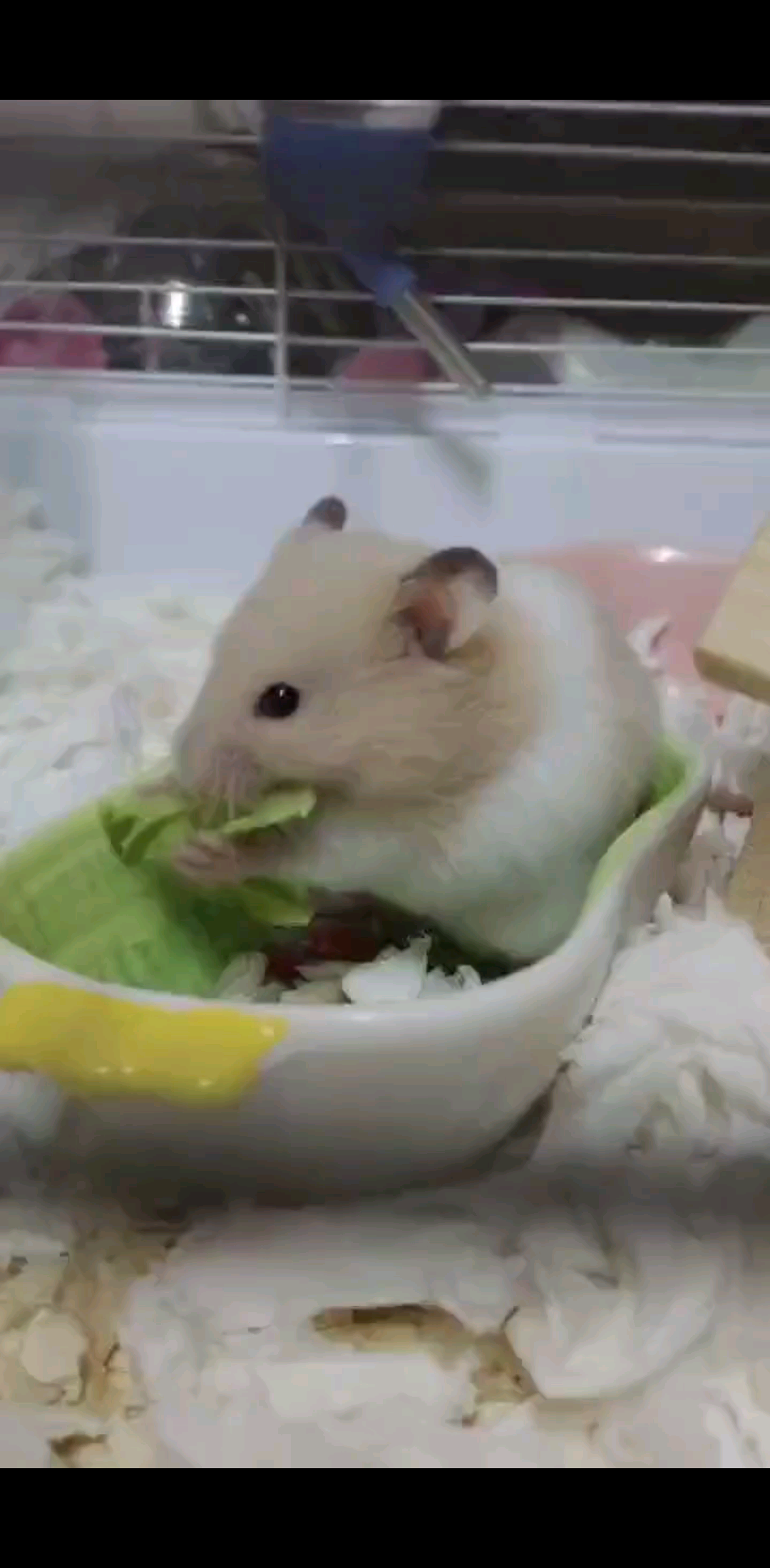 我的宝贝真可爱/狂笑