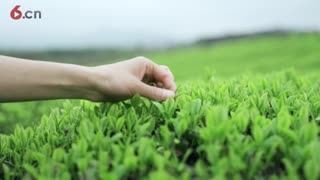 馀味回云雾，清芬试水泉——上虞“觉农•翠茗”茶上新了！