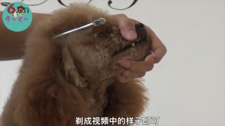 剃嘴视频教程，摩登宠物美容教程.