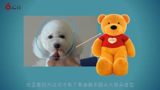 泰迪圆头大耳朵修剪视频，摩登宠物美容视频教程.