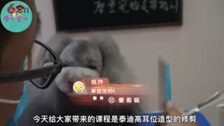 泰迪高耳位修剪，摩登宠物美容造型.