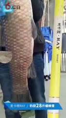 钓友用英大钓具动力平衡竿麦卡鲤RAY 钓获二十八斤螺蛳青