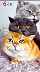 @TheFigen_ Colourfull Cat 😺😻