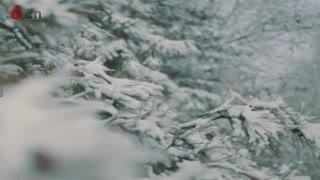 冬韵-4