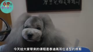 泰迪高耳位造型修剪视频，摩登宠物美容师培训教程.
