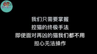 宠物美容视频，宠物美容教程，猫美容视频教程.