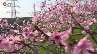 桃花运风光：婚姻的基础是爱情自愿 物质财富缘分人脉都领 20200320