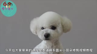 泰迪萌系圆头小耳朵造型，摩登宠物美容视频.