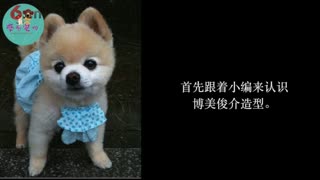 宠物美容师教学视频，俊介美容视频教程.