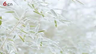 冬韵-6