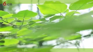 春阳-10