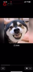 新品类主播