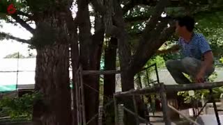 千年老银杏树的修复仿生雕塑艺术